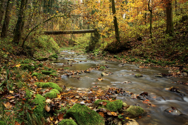 Fotoworkshop im Herbst mit Natur- und Landschaftsfotograf Christian Oeler