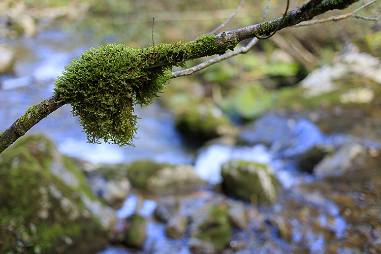 Fotokurs Wasser und Natur im Appenzell mit Christian Oeler
