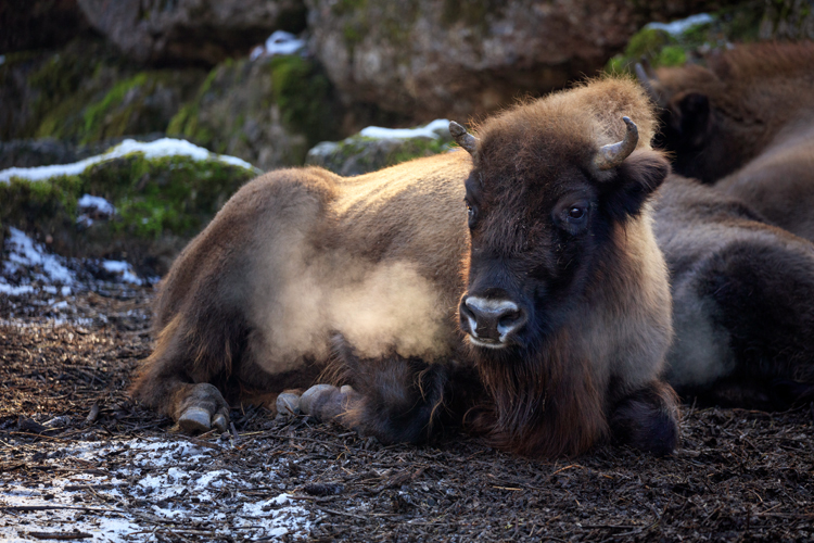 Fotoworkshop im Tierpark mit Christian Oeler