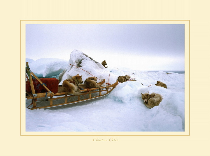 Grönland_Schlittenhunde